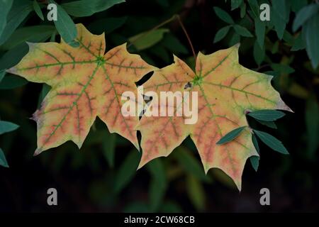 Two colorful maple leaves in early autumn Stock Photo