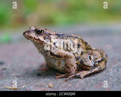Photography of a common frog (rana temporaria or ground frog). Natural background. Animals' theme. Stock Photo