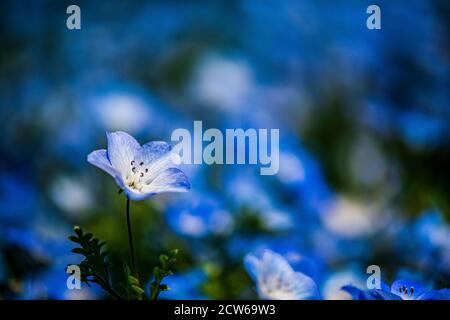 Beautiful baby blue eyes in bloom Stock Photo