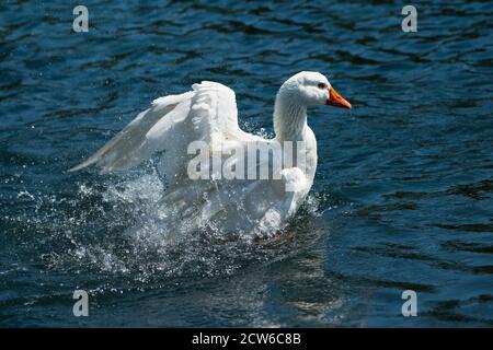 A white goose flapping its wings and splashing in water Stock Photo