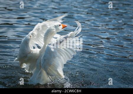 A white goose with orange beak flapping its wings in water. Goose’s head is in focus with blurred wings showing the motion. Stock Photo