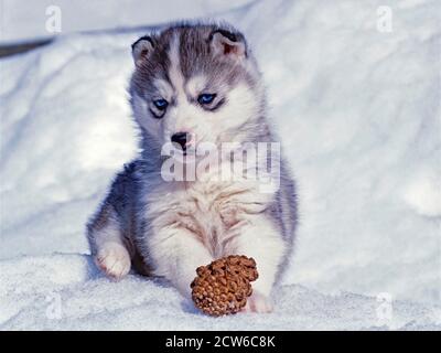 6 week old siberian hot sale husky