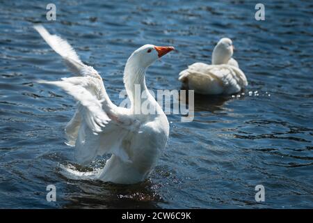 A white goose flapping its wings in water, with blurred wings showing the motion. Stock Photo