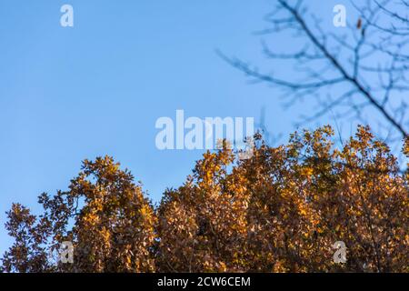 The moon in the blue sky above the yellow trees. Early moonrise. Half of the moon. Background of bright yellow oak and blue cloudless sky. Bottom view Stock Photo