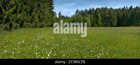 Idyllic flower meadow at the edge of the forest Stock Photo