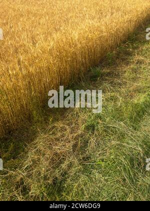 Diagonal view of wheat field and cut grass. Bold warm Autumn colors and textures. Stock Photo