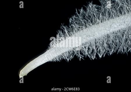 Radicle tip (embryo root) and root hais of a germinating cabbage (Brassica oleracea) seed Stock Photo