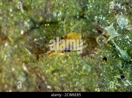 Photomicrograph of a female two-spotted spider mite (Tetranychus urticae) with an egg on a leaf surface Stock Photo