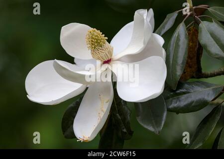 Single white Magnolia blossom new opened on the tree Stock Photo