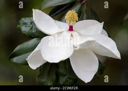 Large single new Magnolia blossom on tree Stock Photo