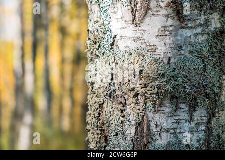Close-up of moss on the bark of a birch tree. Stock Photo