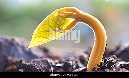 A backlit sprouting broad bean (fava bean) Stock Photo
