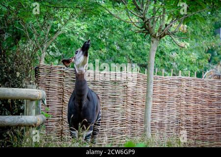 OKAPI FEEDING Stock Photo