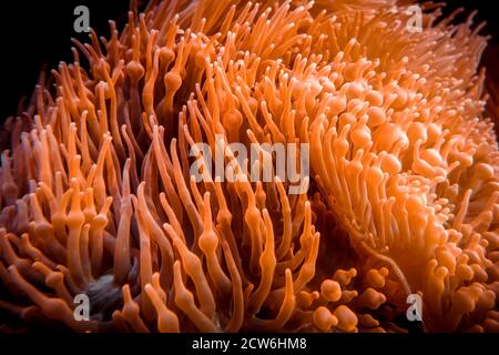 Sea anemone close-up view in ocean. Heteractis magnifica Stock Photo