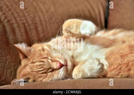 Orange and white striped cat sleeps on sofa. Stock Photo