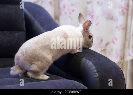 white and gray striped rabbit sitting on the armchair in the room Stock Photo
