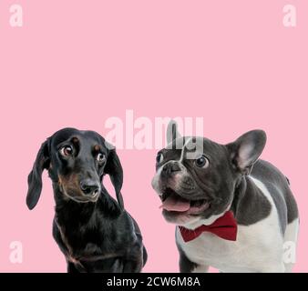 team of teckel dachshund and french bulldog panting on pink background
