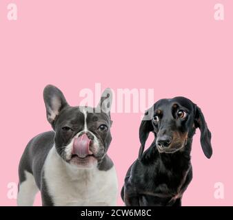 team of french bulldog and teckel dachshund licking nose on pink background