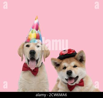 team of labrador retriever and akita inu wearing hats and bowtie, panting and sticking out tongue on pink background Stock Photo