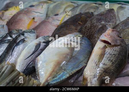 various  types of fresh sea fish on the market Stock Photo