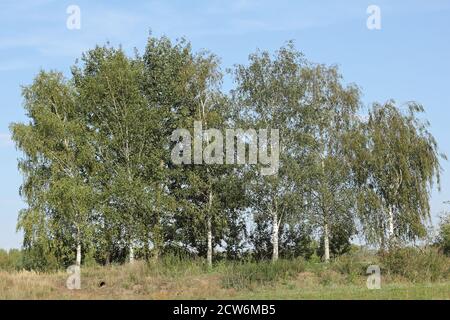 A small birch grove in autumn Stock Photo