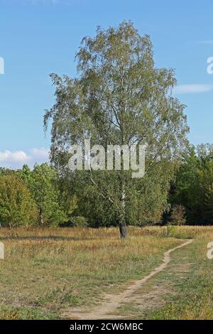 Single standing birch in autumn Stock Photo