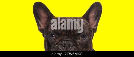 Bothered French Bulldog cub looking forward and frowning on yellow studio background Stock Photo