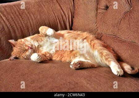 Orange and white striped cat sleeps on sofa. Stock Photo