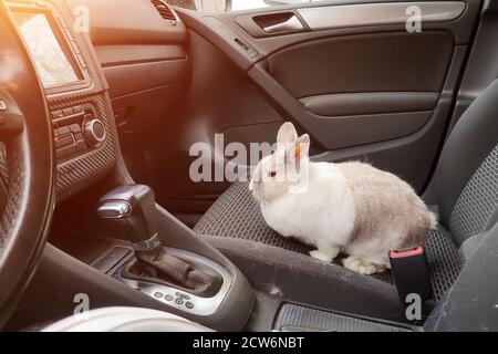 White gray rabbit in the car. Sits in the passenger seat and is ready to go Stock Photo