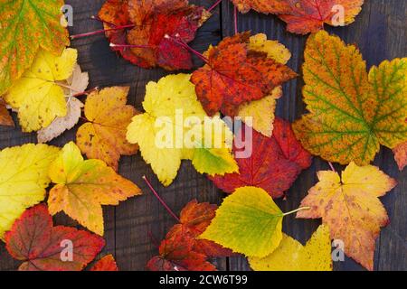 Colored autumn leaves on a wooden flooring. View from above. Stock Photo