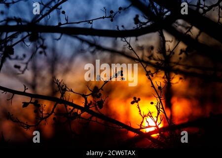 Silhouette of tree branches on a background of sunset.Abstract evening background. Stock Photo