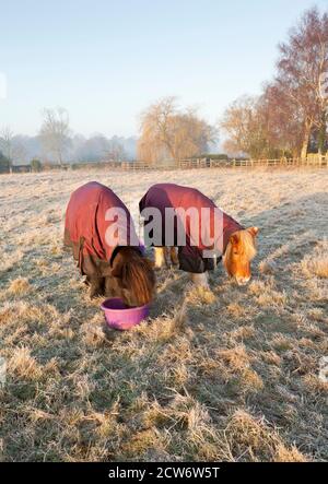 Two ponies wearing outdoor waterproof turnout rugs in a frosty field Stock Photo