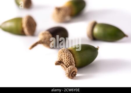 Acorns isolated on white background Stock Photo