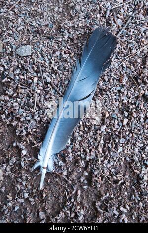black and white feather on the ground Stock Photo