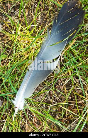 black and white feather on the ground Stock Photo