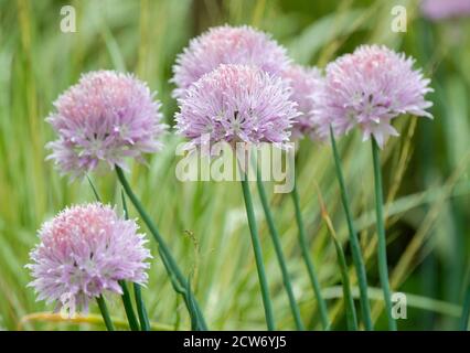 Purple flowers of Allium ledebourianum, Asian wild onion Stock Photo