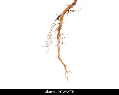 Root isolated on white background Stock Photo