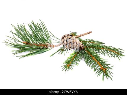 Pine and pine branch isolated on white background Stock Photo