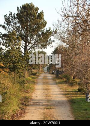 An empty road going through a neighbourhood. Trees are on either side of the road, and a house can be seen at the end of the road. Stock Photo