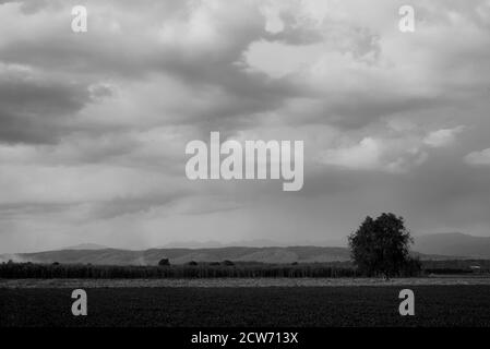 Black and white landscape shot of an isolated tree on a grass field under dramatic sky Stock Photo