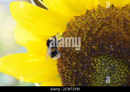 Close-up of furry buff tailed bumblebee on the flower head of a bright yellow sunflower Stock Photo