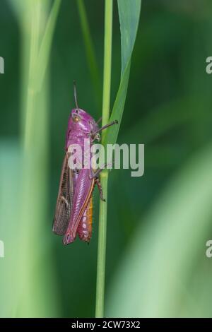 Heide-Grashüpfer, Heidegrashüpfer, Liniierter Grashüpfer, Panzers Grashüpfer, Weibchen, Stenobothrus lineatus, stripe winged grasshopper, stripe-winge Stock Photo