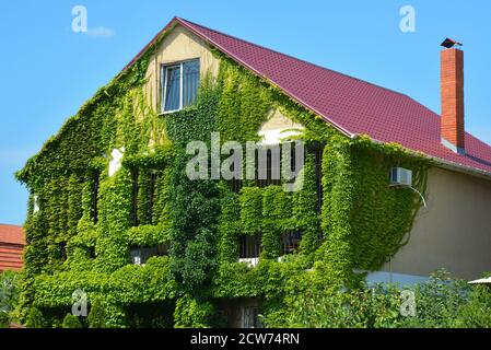 Self-clinging climber boston ivy vine, japanese creeper or parthenocissus tricuspidata veitchii coveres the facade of a brick house in summer. Stock Photo