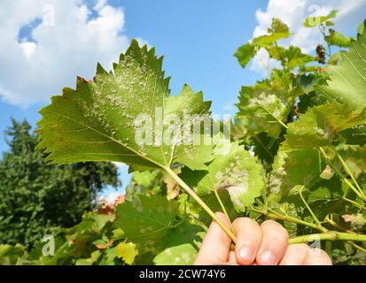 A close-up on a grapevine leaves infected with a powdery mildew, downy mildew, yellow spots which need treatment from fungal disease that can lead to Stock Photo