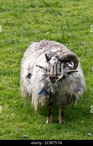 A dorset horn sheep standing on green grass. Stock Photo