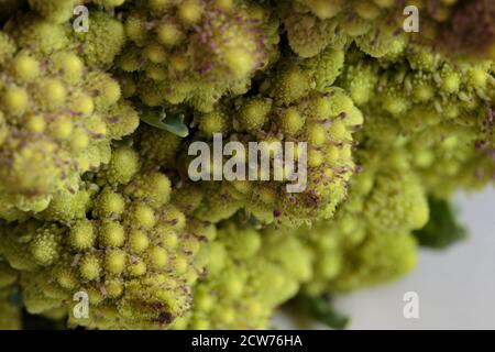 close up macro detail shot of the bud of a romanesco cauliflower or broccoli showing its fractal shape on a soft white background Stock Photo