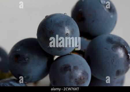 close up macro shot of a few wet concord grapes on a soft white background in natural lighting Stock Photo