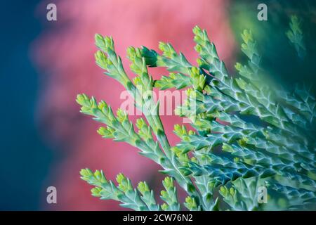 Artistic detail of evergreen cypress twigs in green garden hedge. Chamaecyparis. Close-up of beautiful fresh thuja sprigs in contrast with  dry branch. Stock Photo