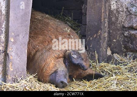 Ernstbrunn, Lower Austria, Austria. Sleeping pot-bellied pig (Sus scrofa domesticus) in the enclosure Stock Photo