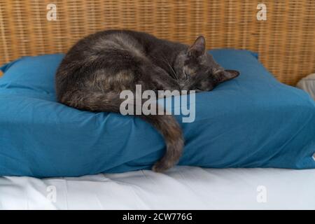A Grey blue russian cat with turtoise fur lying and sleeping on a blue pillow in bed Stock Photo